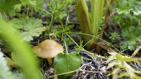 Toadstool in the spring forest Stock Photos