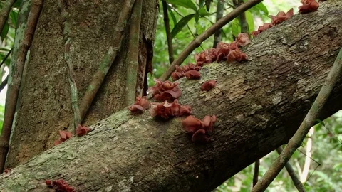 Toadstool on a tree in tropical Amazonian rainforest, Brazil Stock Footage 76926635