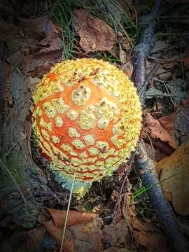 Toadstool with very red cap and white dots Stock Photos