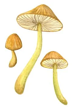 Toadstool watercolor set. Three separate yellow mushrooms. Stock Illustration