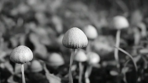 Toadstool wind black and white Stock Footage 116809556