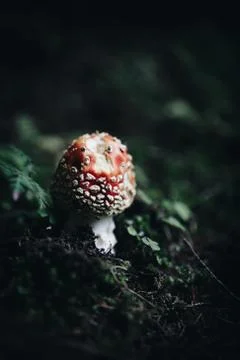 A toadstool in the woods with dark green background Stock Photos