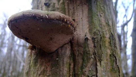 Toadstools On Dead Tree Trunk (4k) Stock Footage 121751583