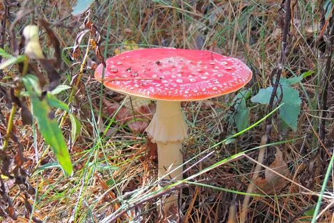 Toadstools in the forest, fly agaric UK Stock Photos