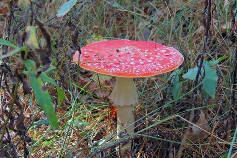 Toadstools in the forest, fly agaric UK Stock Photos