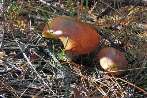 Toadstools in the forest, fly agaric UK Stock Photos