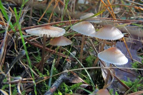 Toadstools in the forest, fly agaric UK Foto stock