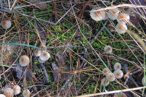 Toadstools in the forest, fly agaric UK Stock Photos