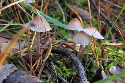 Toadstools in the forest, fly agaric UK Stock Photos