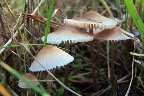 Toadstools in the forest, fly agaric UK Foto stock
