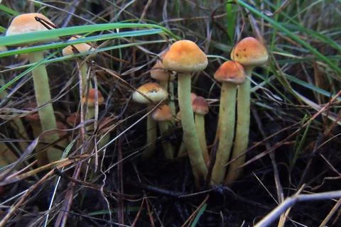 Toadstools in the forest, fly agaric UK Foto stock