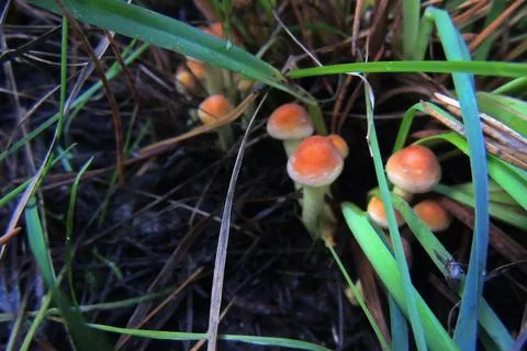 Toadstools in the forest, fly agaric UK Stock-Fotos