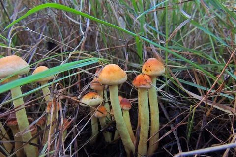 Toadstools in the forest, fly agaric UK Stock-Fotos