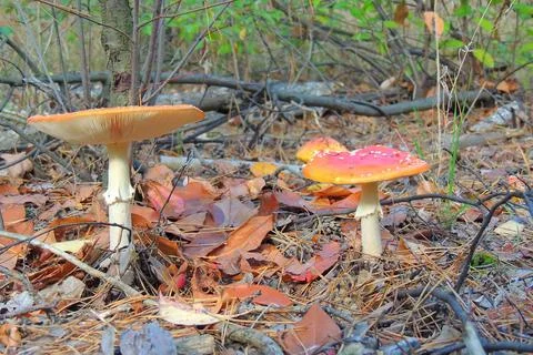 Toadstools in the forest, fly agaric UK Stock Photos
