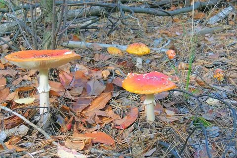 Toadstools in the forest, fly agaric UK Stock-Fotos