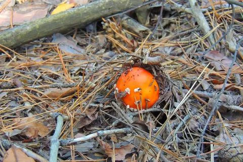 Toadstools in the forest, fly agaric UK Stock Photos