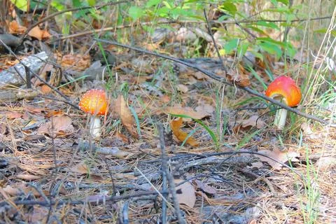 Toadstools in the forest, fly agaric UK Stock Photos