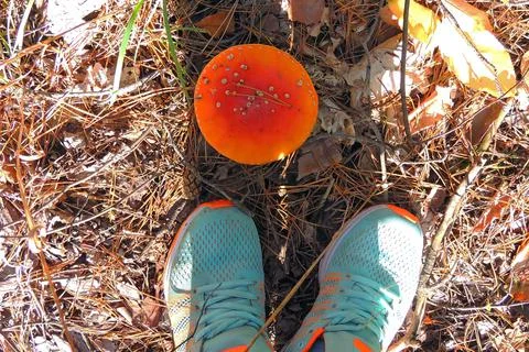 Toadstools in the forest, fly agaric UK Stock Photos