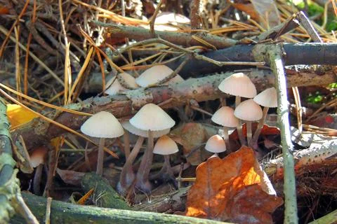 Toadstools in the forest, fly agaric UK Foto stock