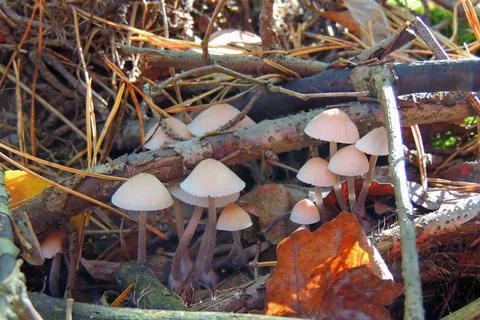 Toadstools in the forest, fly agaric UK Foto stock