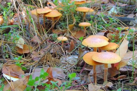 Toadstools in the forest, fly agaric UK Foto stock