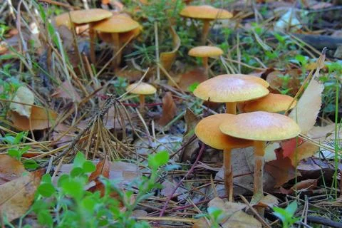 Toadstools in the forest, fly agaric UK Stock Photos