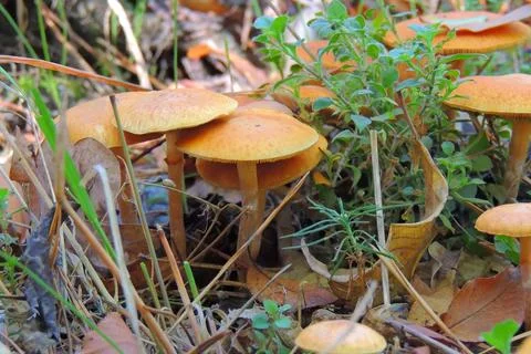 Toadstools in the forest, fly agaric UK Foto stock