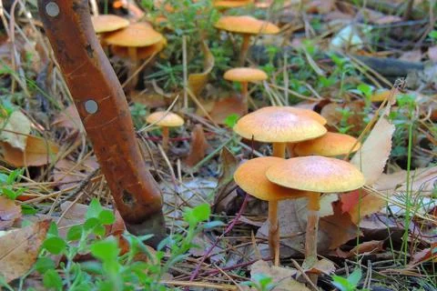 Toadstools in the forest, fly agaric UK Stock-Fotos