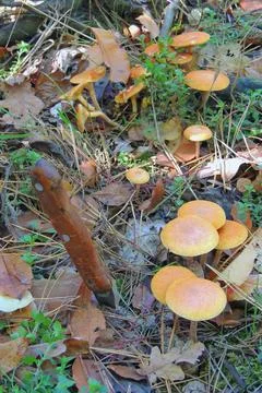 Toadstools in the forest, fly agaric UK Stock Photos