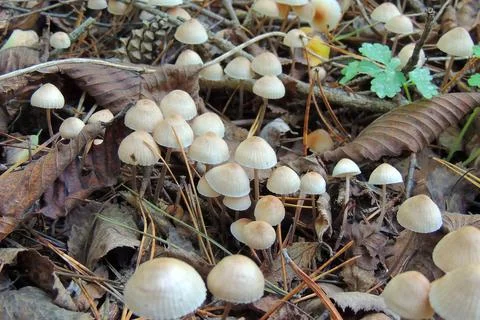 Toadstools in the forest, fly agaric UK Stock Photos