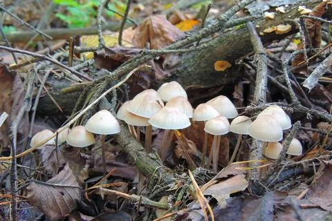 Toadstools in the forest, fly agaric UK Stock-Fotos