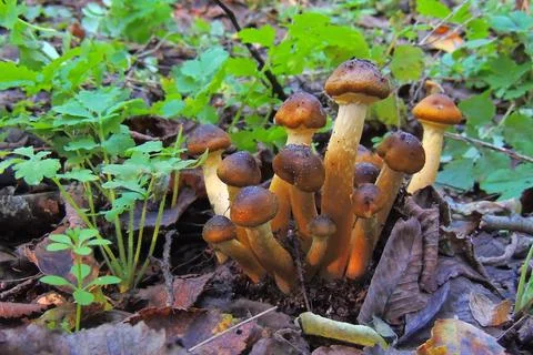 Toadstools in the forest, fly agaric UK Stock Photos