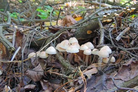Toadstools in the forest, fly agaric UK Stock Photos