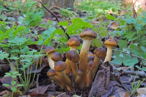 Toadstools in the forest, fly agaric UK Stock Photos