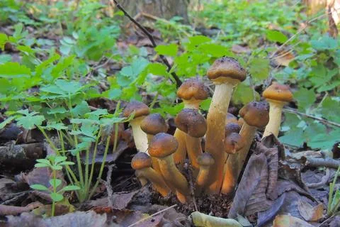 Toadstools in the forest, fly agaric UK Stock Photos