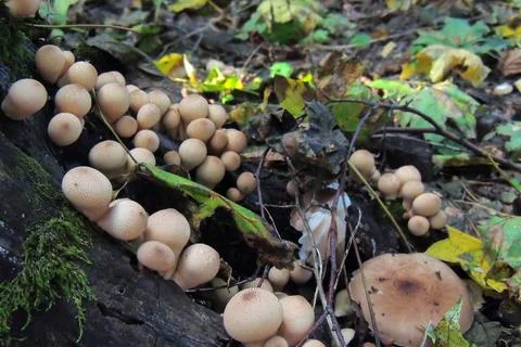 Toadstools in the forest, fly agaric UK Foto stock