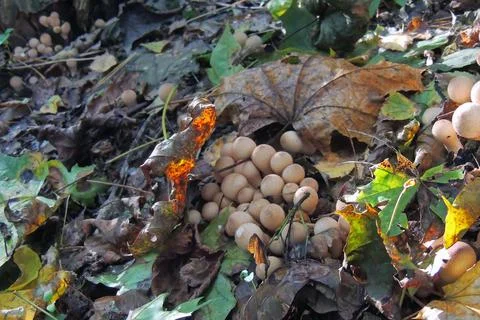 Toadstools in the forest, fly agaric UK Stock Photos