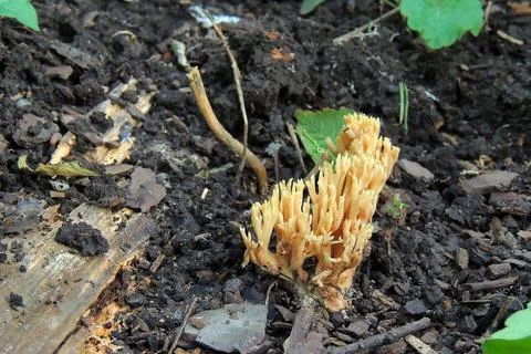 Toadstools in the forest, fly agaric UK Stock Photos