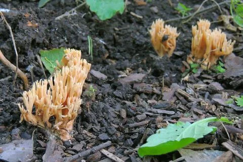 Toadstools in the forest, fly agaric UK Stock Photos