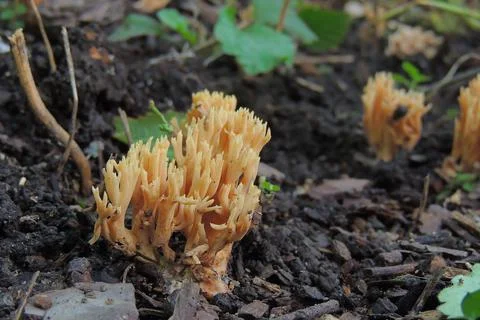 Toadstools in the forest, fly agaric UK Stock-Fotos