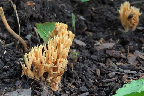 Toadstools in the forest, fly agaric UK Foto stock