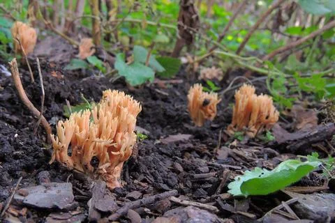 Toadstools in the forest, fly agaric UK Foto stock