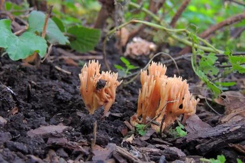 Toadstools in the forest, fly agaric UK Stock-Fotos