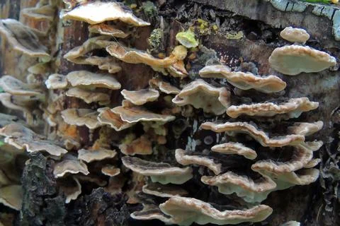 Toadstools in the forest, fly agaric UK Stock-Fotos