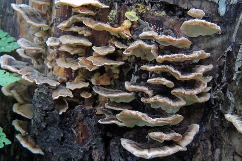 Toadstools in the forest, fly agaric UK Stock Photos