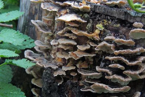 Toadstools in the forest, fly agaric UK Stock Photos