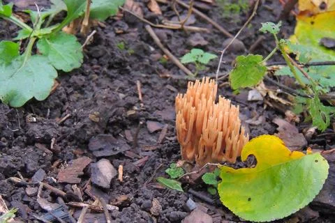 Toadstools in the forest, fly agaric UK Stock Photos