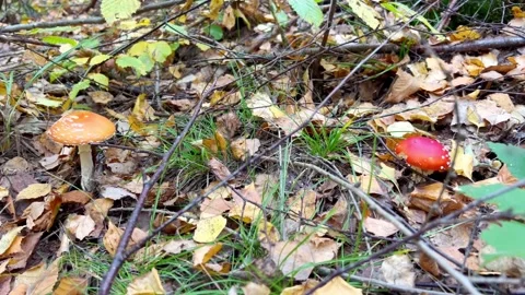 Toadstools in the forest Stock Footage 219284793