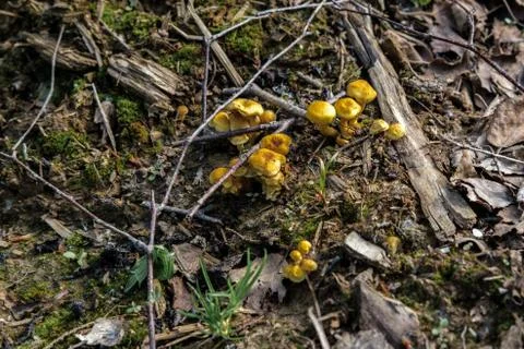 Toadstools in the forest. Stock Photos
