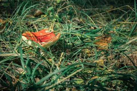 Toadstools in forest under tree in grass Stock-Fotos